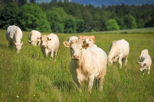 How to Promote skeletal growth in calves