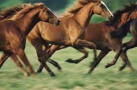 Mystery about history of genetic disease in horses