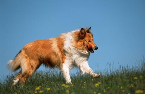 An active lifestyle reduces fearfulness in dogs – differences between breeds are great