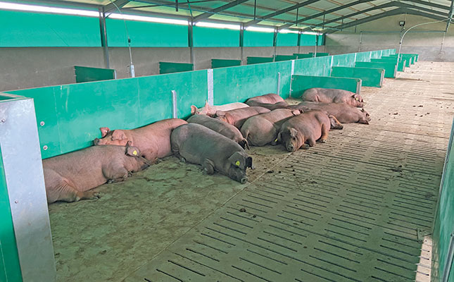 Technology and animal welfare improve piggery profits